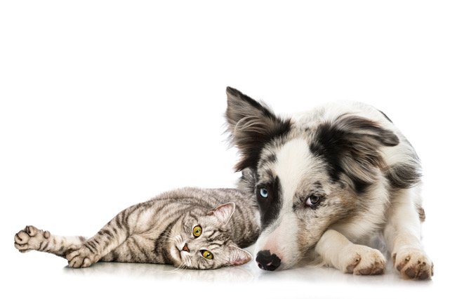 Hund und Katze liegen nebeneinander